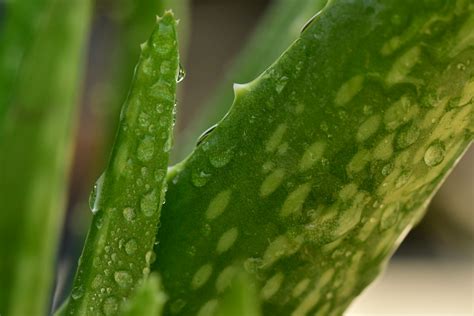 蘆薈種植室內|在家種植蘆薈的指南：如何輕鬆種植蘆薈並享受其美容和健康益處。